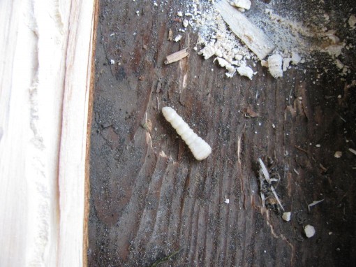 Een larve van een huisboktor.